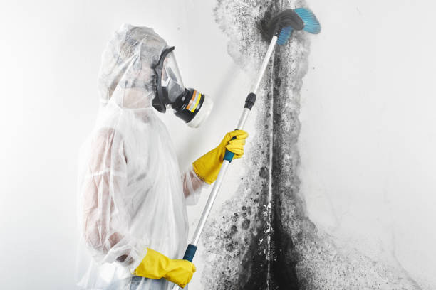 Best Attic Mold Removal  in Louisville, KY